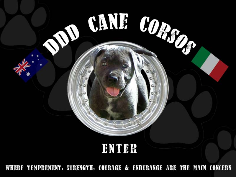 DDD Cane Corsos